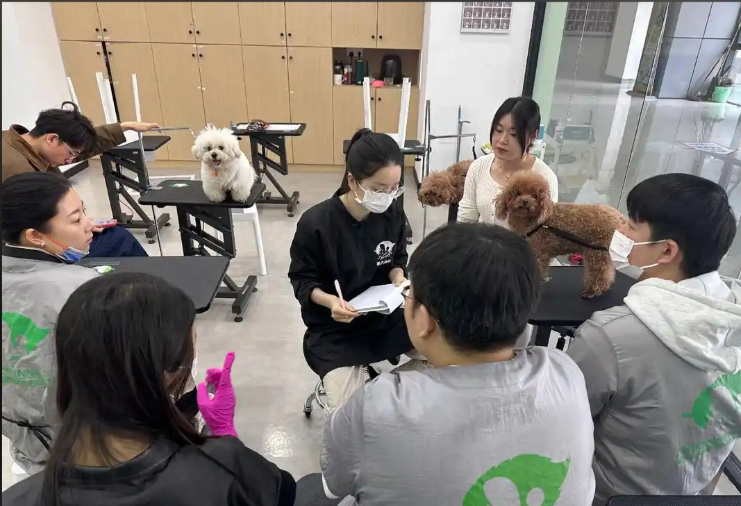 辽源市宠物美容培训学校宠物美容培训学校 - 方案